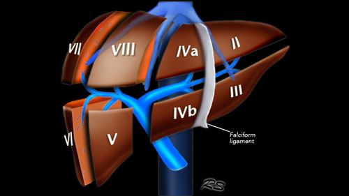 Liver - Segmental Anatomy