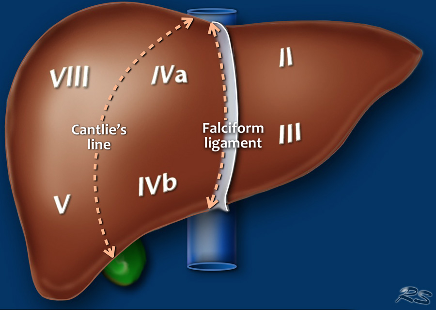 Liver Anatomy Segments Anatomical Charts And Posters