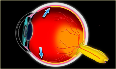 The termination of the retina is called the ora serrata (arrows)