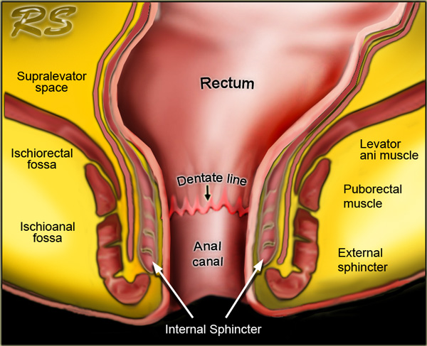 Gastrointestinal Radiology