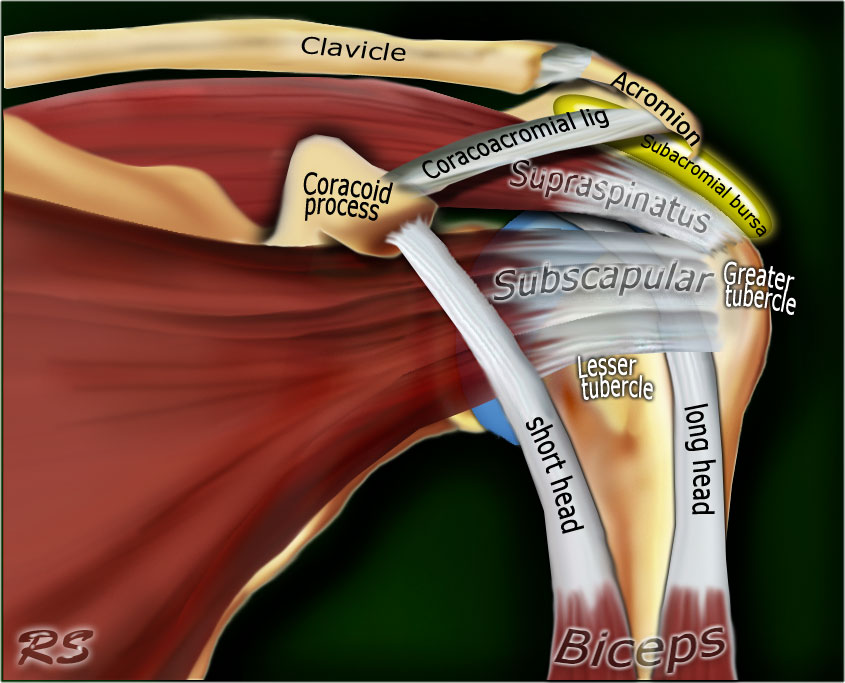 The Radiology Assistant : Shoulder MR - Anatomy