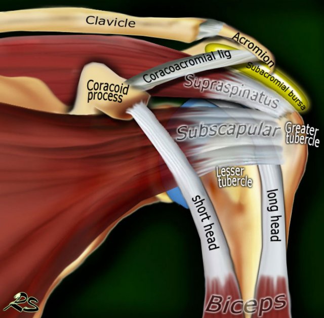 Anterior view of the shoulder