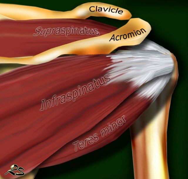 Posterior view of the shoulder