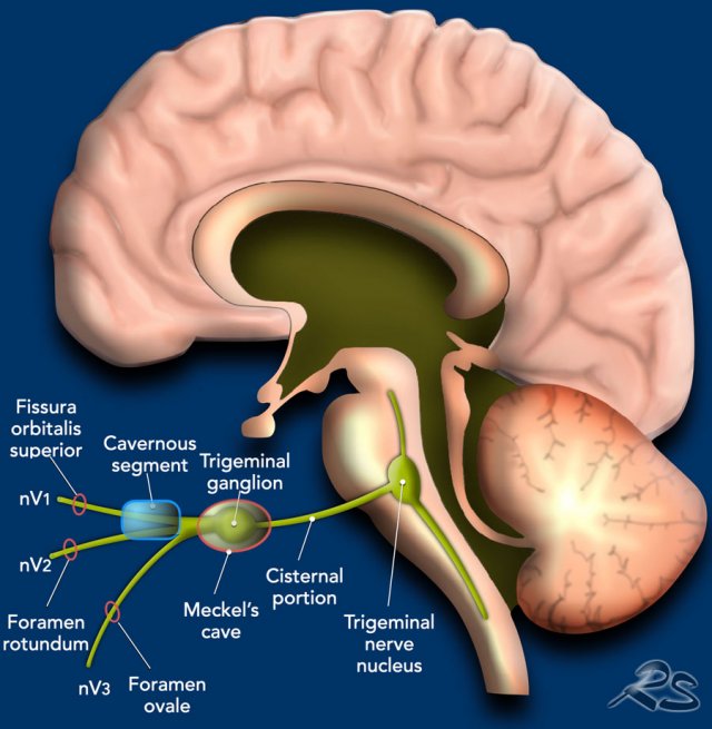 Anatomy of the trigeminal nerve (CN V): Video
