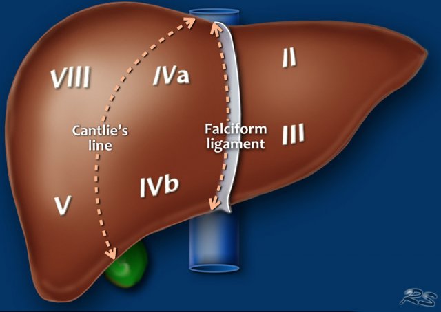 On a frontal view of the liver the posteriorly located segments VI and VII are not visible.