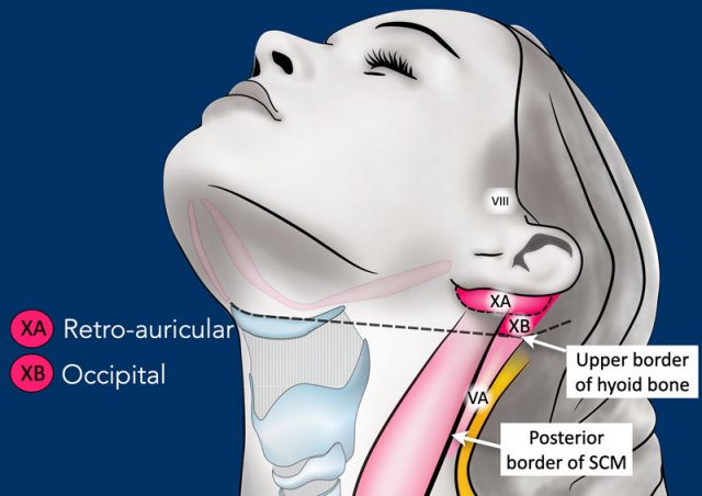 occipital lymph node location