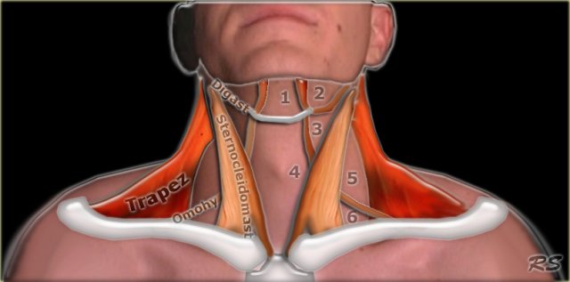 Neck tension / sore sternocleidomastoid muscles : r/singing