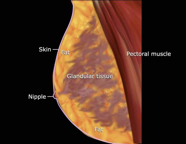 Breast anatomy: fibroglandular and fat tissues, which have distinct